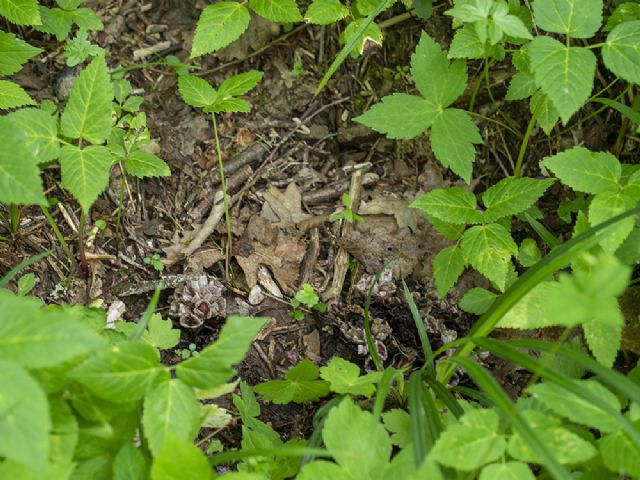 Orobanchaceae: Lathraea clandestina? S !